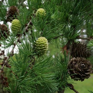 Japaninlehtikuusi - Larix kaempferi