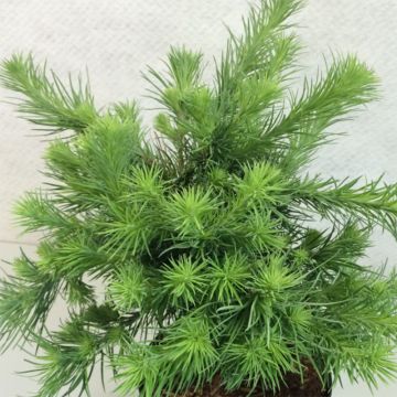 Japaninlehtikuusi Blue Dwarf