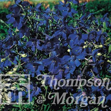 Kiinanritarinkannus Gentian Blue (siemenet)