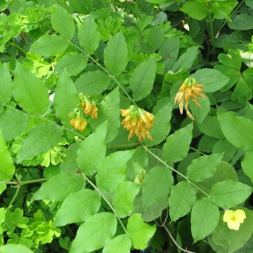 Kultalinnunherne - Lathyrus aureus