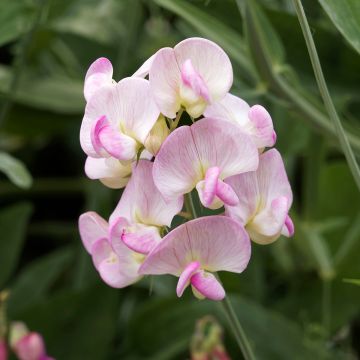 Ruusunätkelmä Pink Pearl