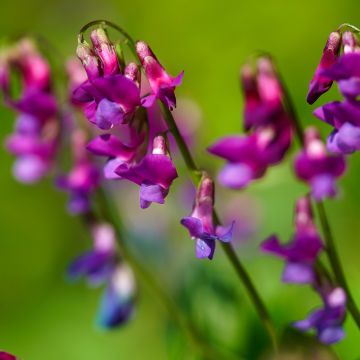Kevätlinnunherne - Lathyrus vernus
