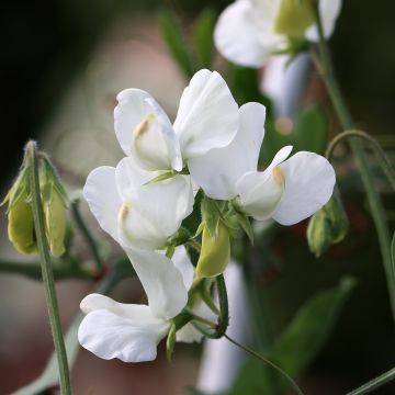 Tuoksuherne White Suprême (siemenet)