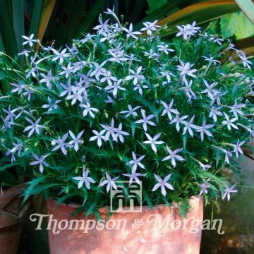 Laurentia Avant-Garde Blue F1 Hybrid (siemenet)