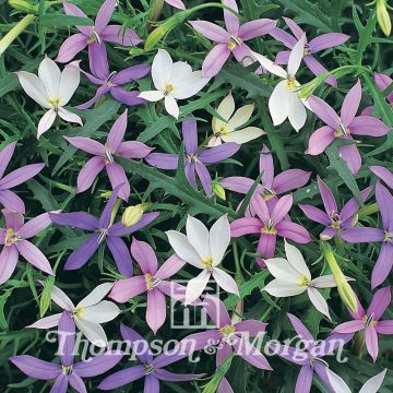 Laurentia Stargazer Mixed (siemenet)