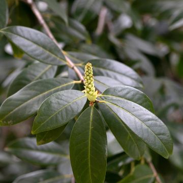 Laakerikirsikka Genolia
