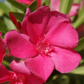 Oleanteri Framboise