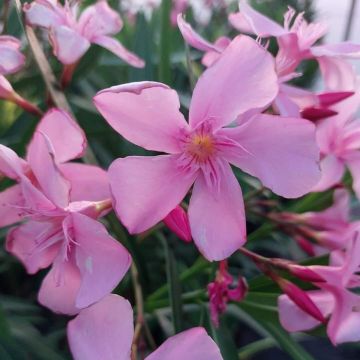 Oleanteri Magaly