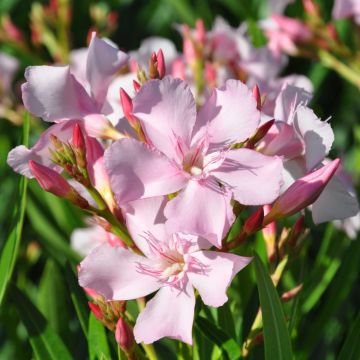 Oleanteri Sealy Pink