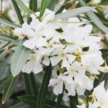 Oleanteri Blanc