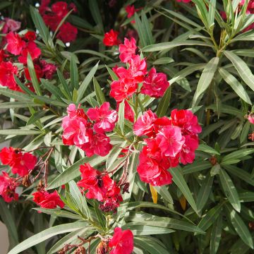Oleanteri Rouge Double