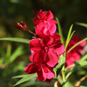 Oleanteri Scarlet Beauty
