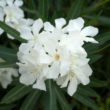 Oleanteri Sœur Agnès