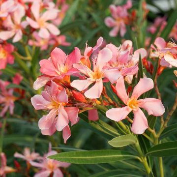 Oleanteri Soleil Levant