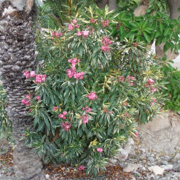 Oleanteri Variegata