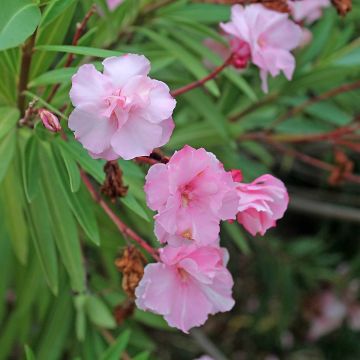 Oleanteri Roseum Plenum
