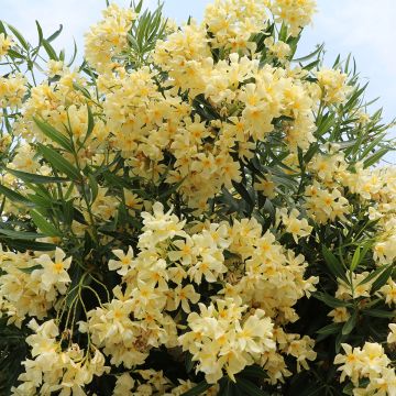 Oleanteri Jaune