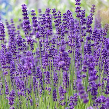 Tähkälaventeli luomu - Lavandula officinalis