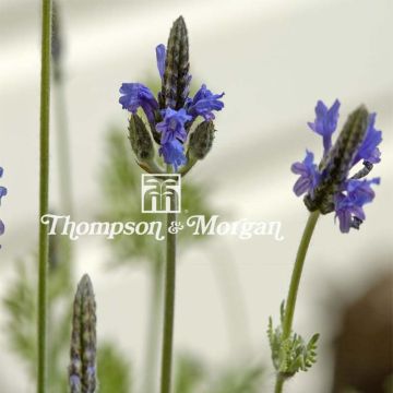 Liuskalaventeli (siemenet) - Lavandula multifida