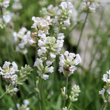 Tähkälaventeli Alba