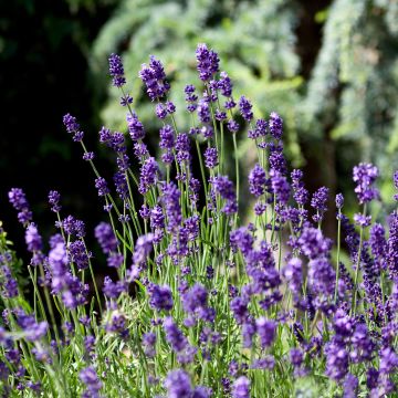 Tähkälaventeli Montagnac Purple