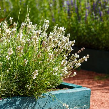 Tähkälaventeli Hidcote White