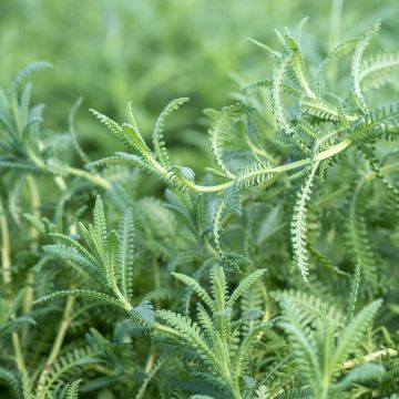 Tähkälaventeli - Lavandula dentata