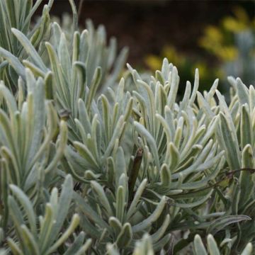 Rivieranlaventeli Walburton's Silver Edge