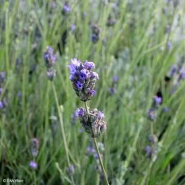 Tenholaventeli - Lavandula latifolia