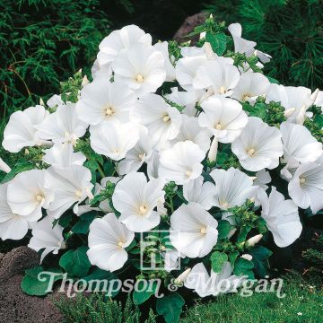 Kesämalvikki Twins Cool White (siemenet)