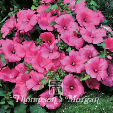 Kesämalvikki Twins Hot Pink (siemenet)