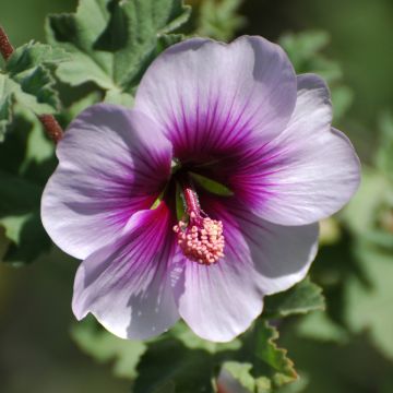 Merimalvikki - Lavatera maritima