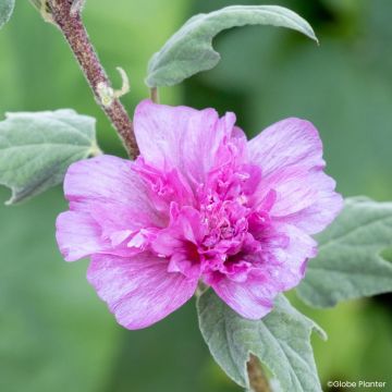 Malviki Princess Pink