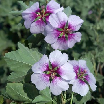 Merimalvikki Bicolor