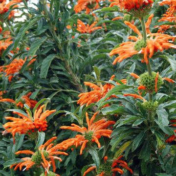 Tulileijonankorva - Leonotis leonurus