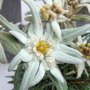 Euroopanalppitähti Blossom of Snow