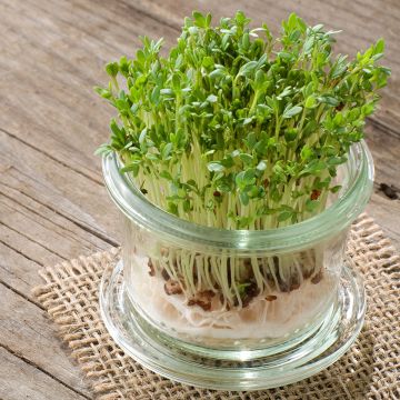 Vihanneskrassi Vilmorin - Lepidium sativum