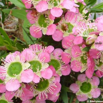 Ruusumyrtti Karo Pearl Star