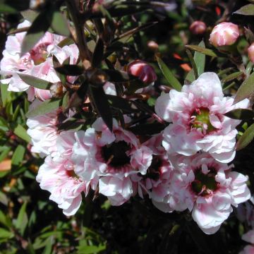 Ruusumyrtti Apple blossom