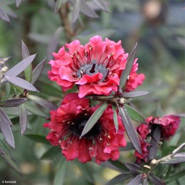 Ruusumyrtti Crimson Glory