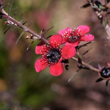 Ruusumyrtti Nanum Kiwi