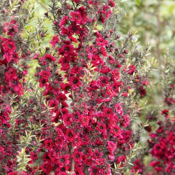 Ruusumyrtti Red damask