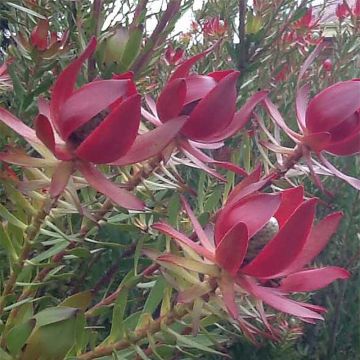 Hopeapuut Devil's Blush