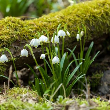 Kevätkello - Leucojum vernum