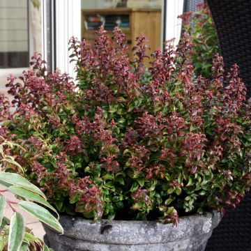 Leukotti Twisting Red