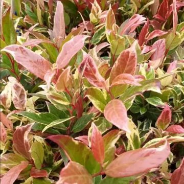 Rotkovititerttu Color Diamond