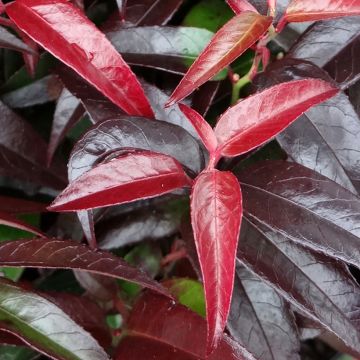 Rotkovititerttu Crimson Globe