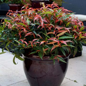 Leukotti Burning Love (‘Opstal 50’ )