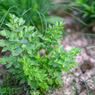 Liperi - Levisticum officinalis