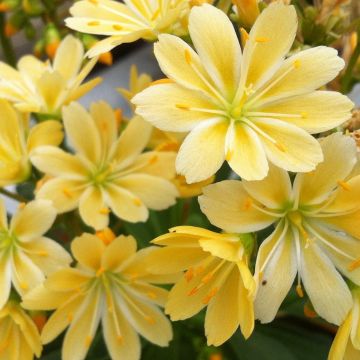 Kesälewisia Golden Yellow